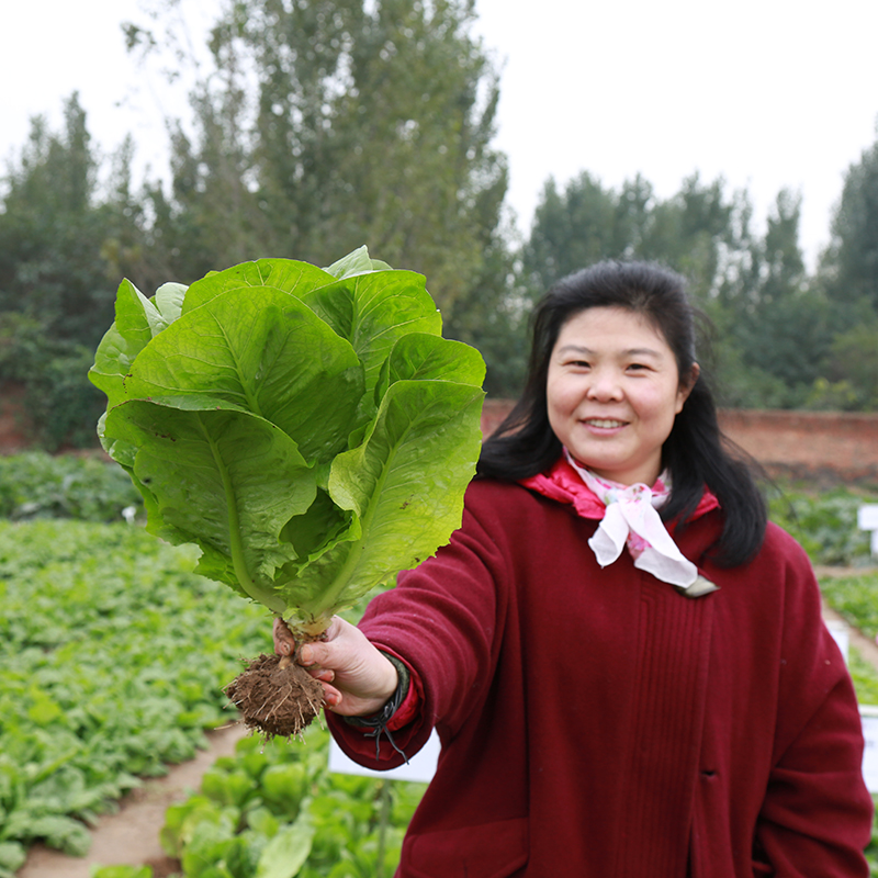 孔雀菜